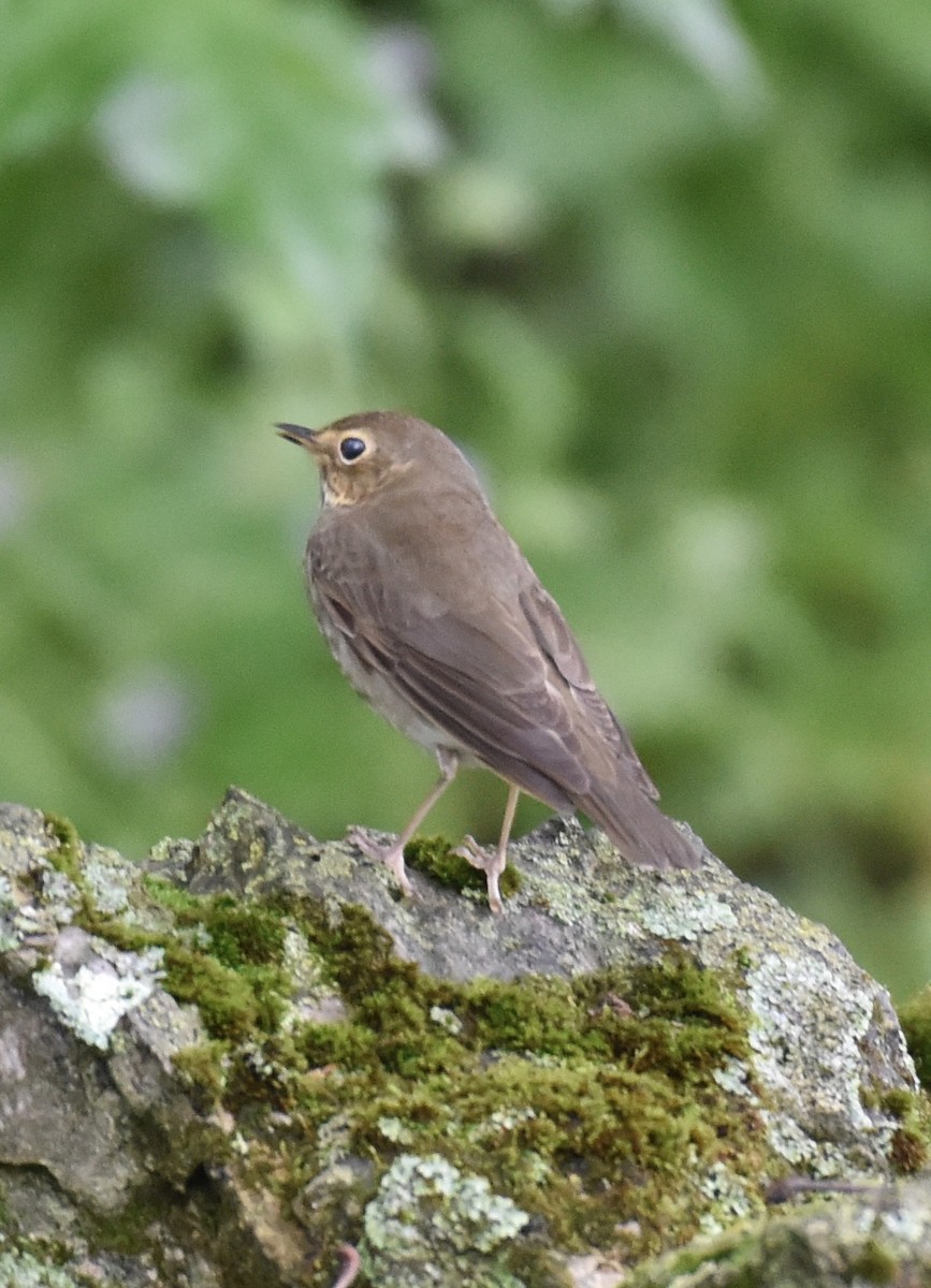 Swainson's Thrush - Dave  Sherman