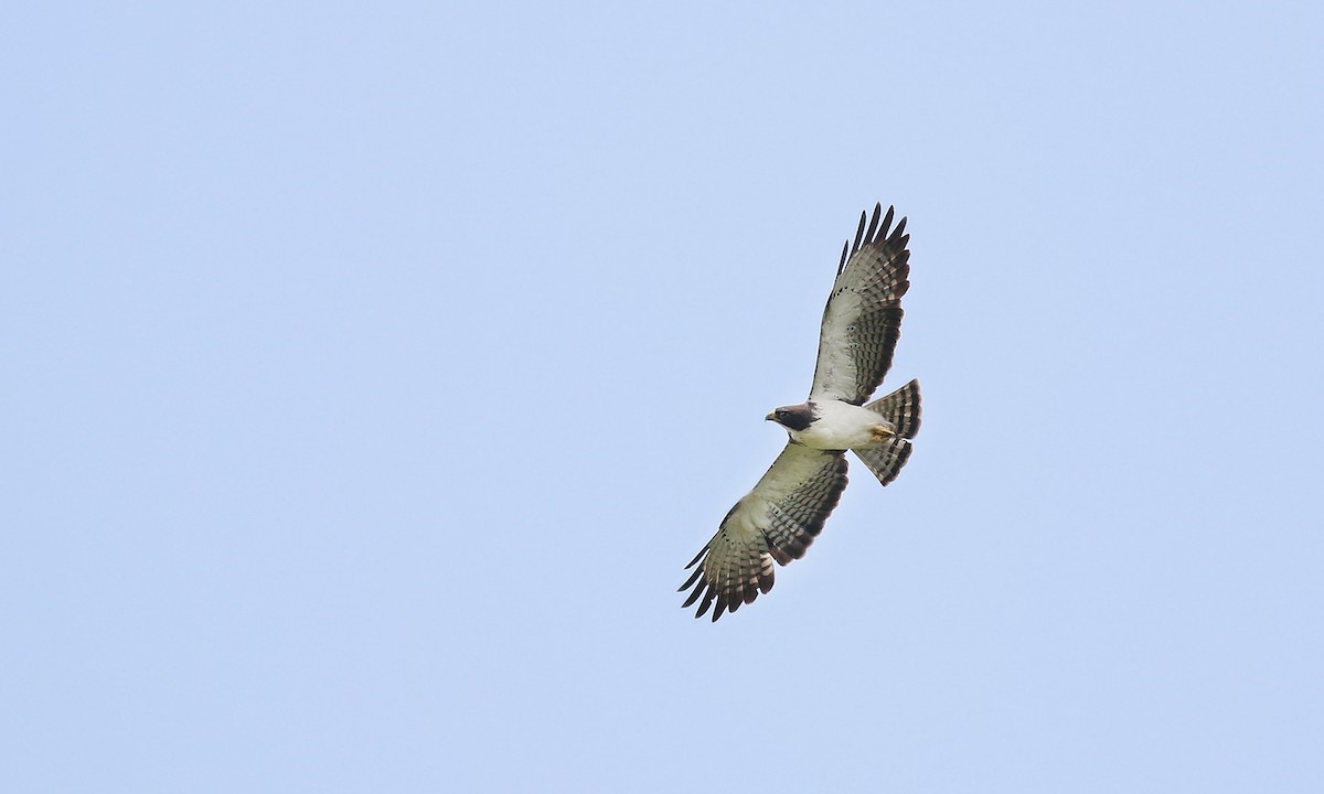 Short-tailed Hawk - Adrián Braidotti