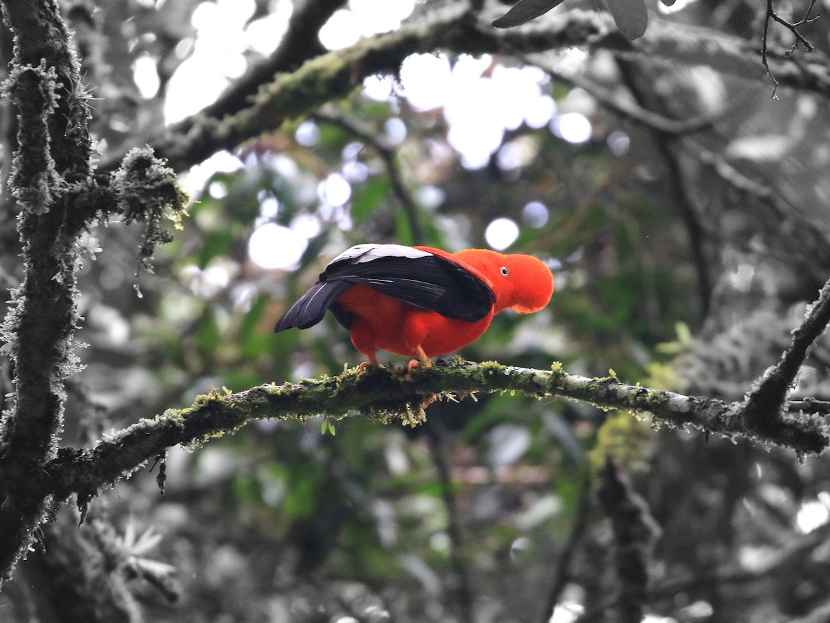 Andean Cock-of-the-rock - Geoff Butcher