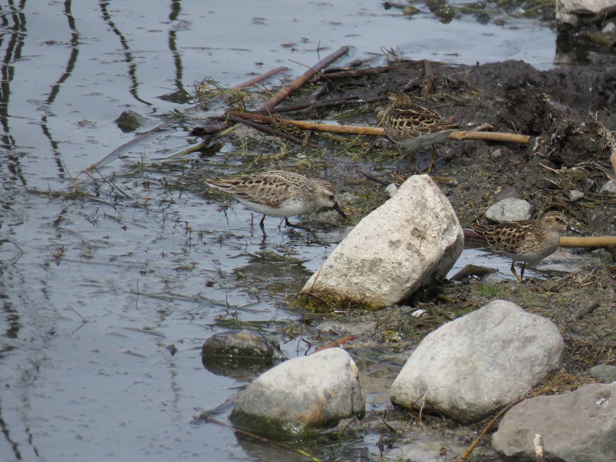 Semipalmated Sandpiper - The Lahaies