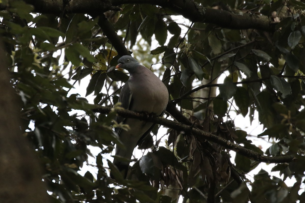 Common Wood-Pigeon - Pranav Kumar