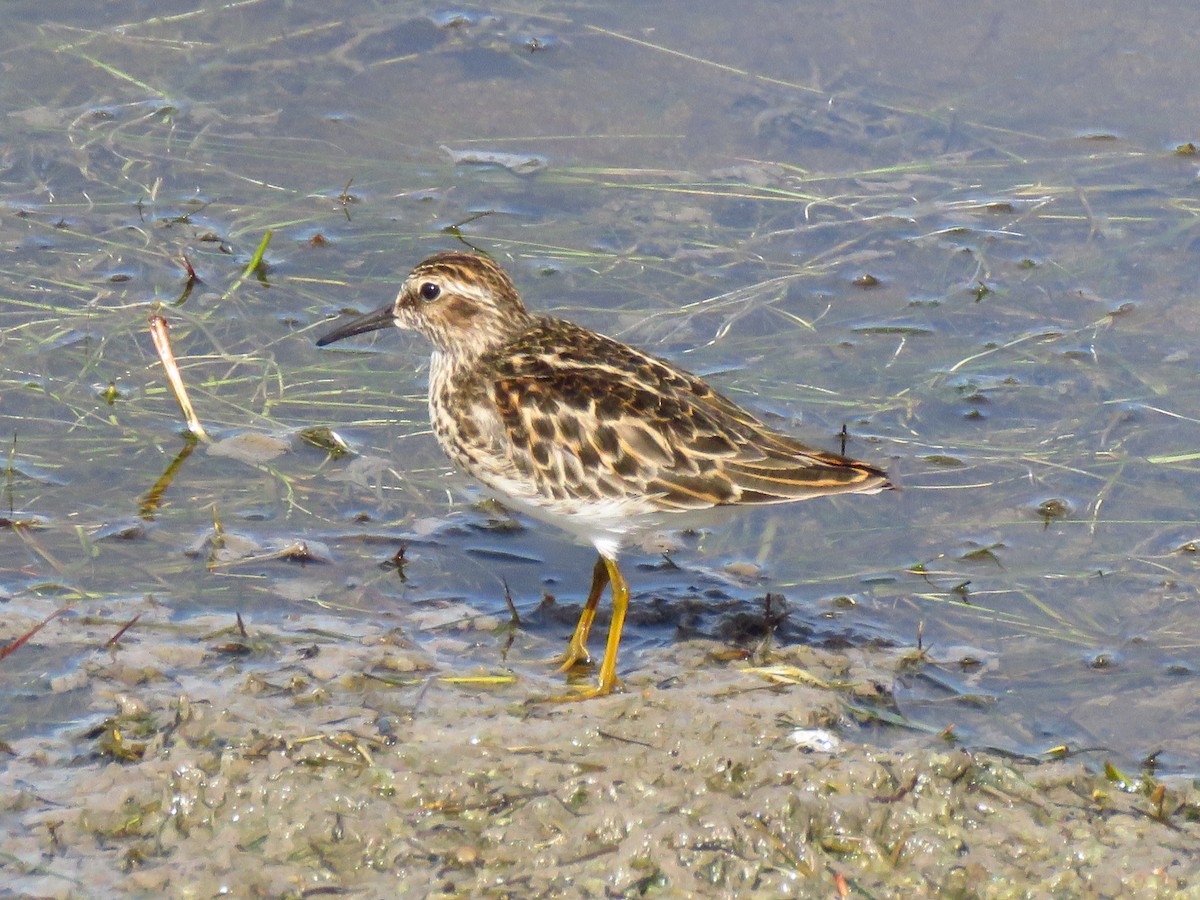 Least Sandpiper - The Lahaies