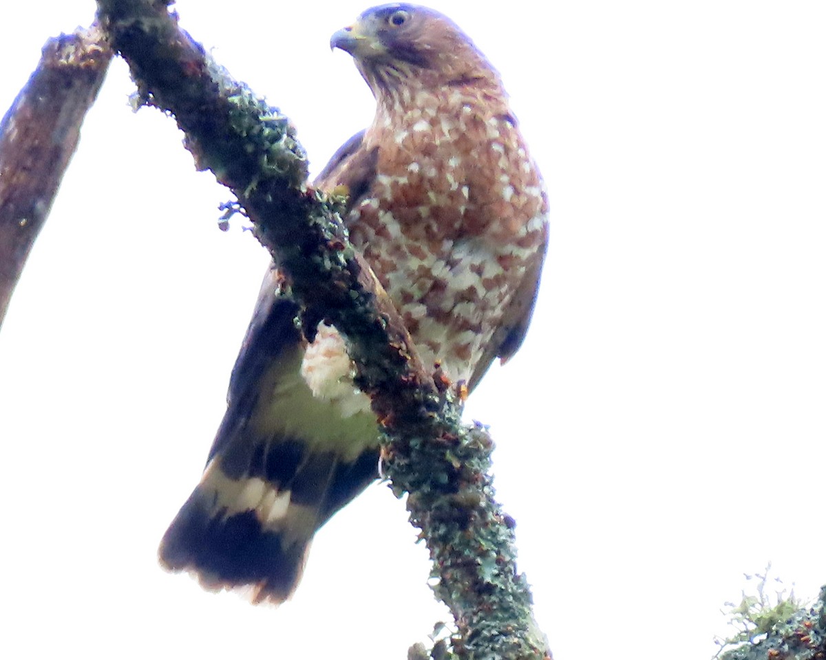 Broad-winged Hawk - ML619099745