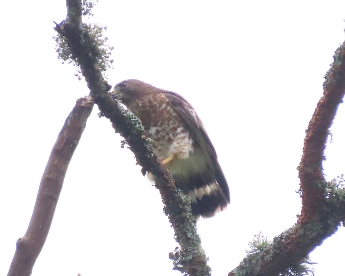 Broad-winged Hawk - Karen Hogan