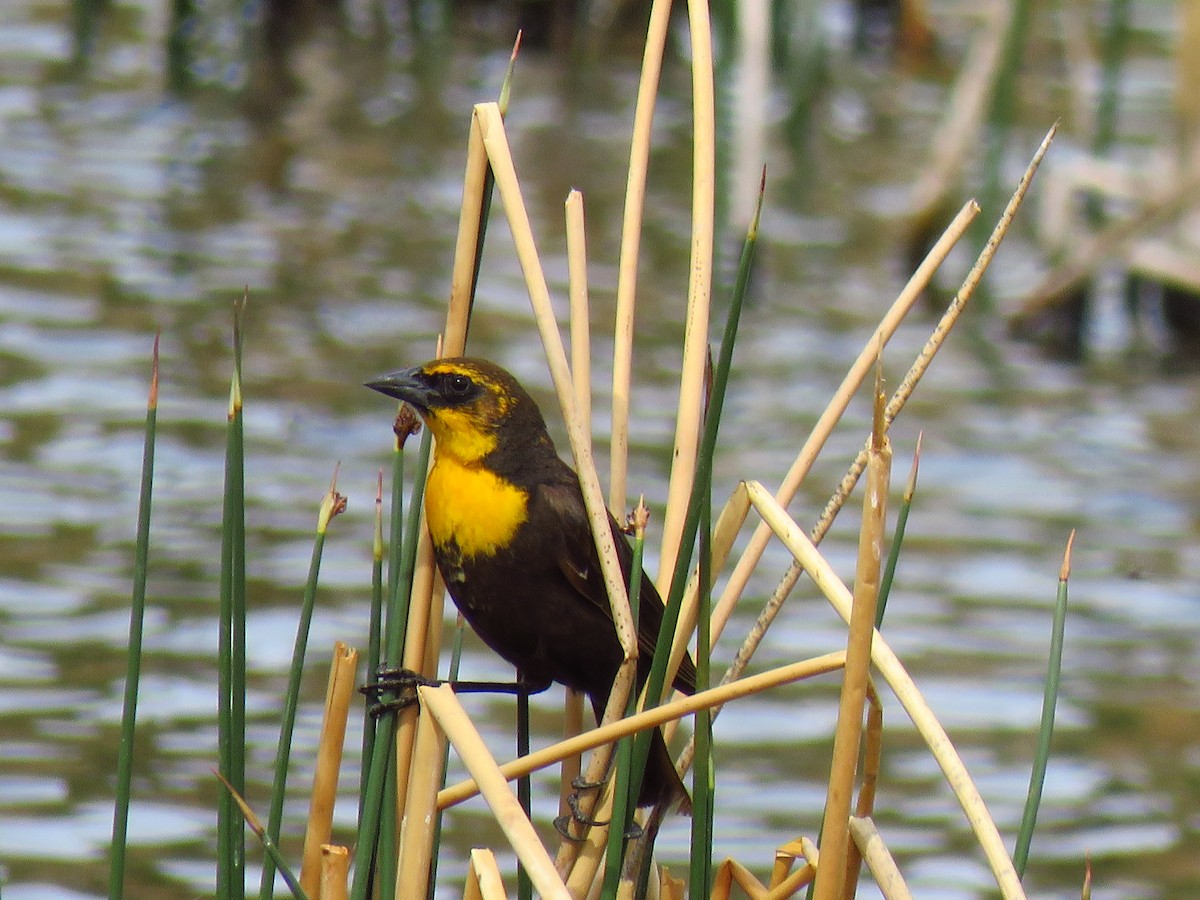 Yellow-headed Blackbird - The Lahaies