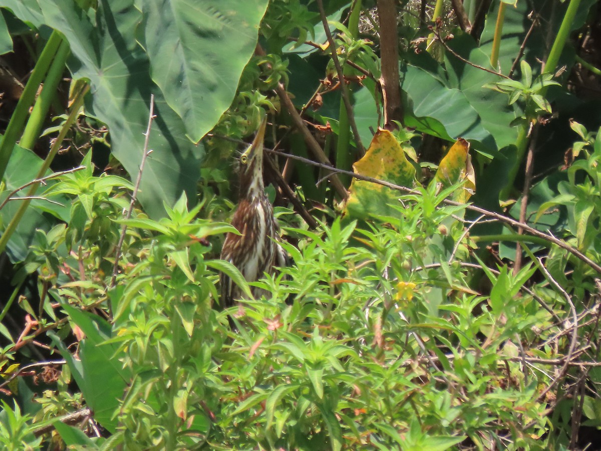 Least Bittern - ML619099772