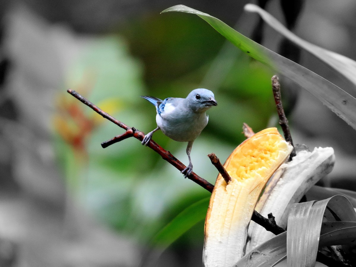 Blue-gray Tanager - Geoff Butcher