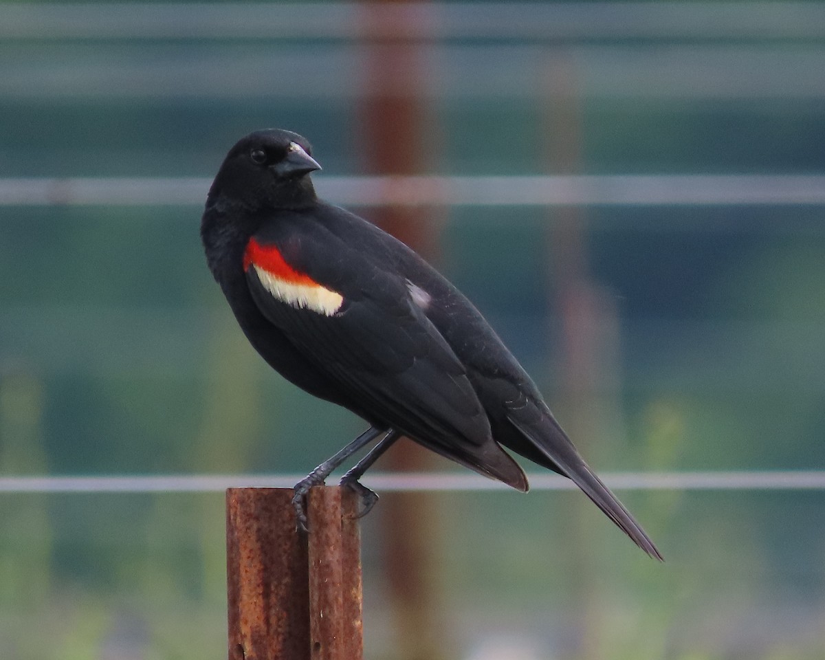 Red-winged Blackbird - Karen Hogan