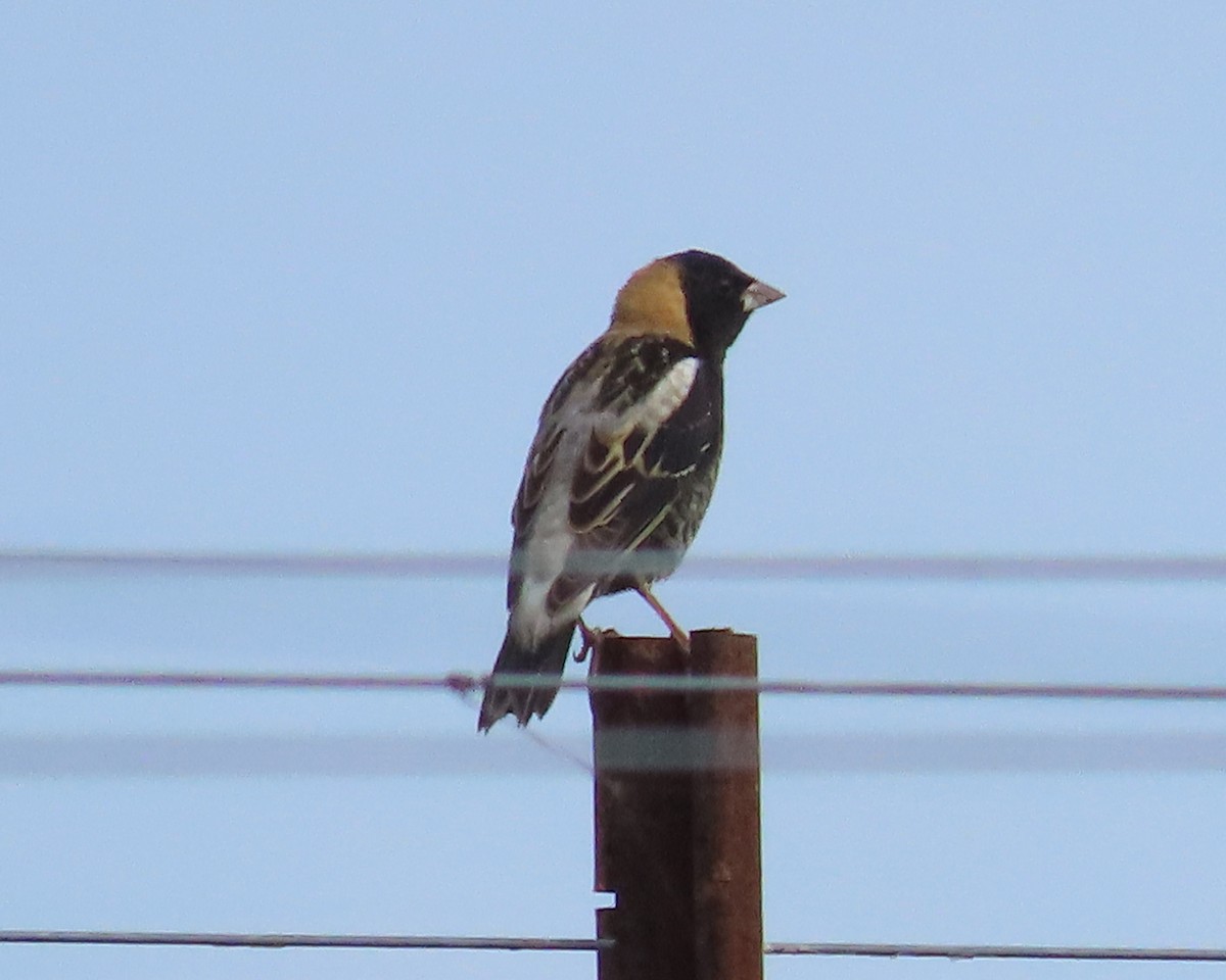 bobolink americký - ML619099788