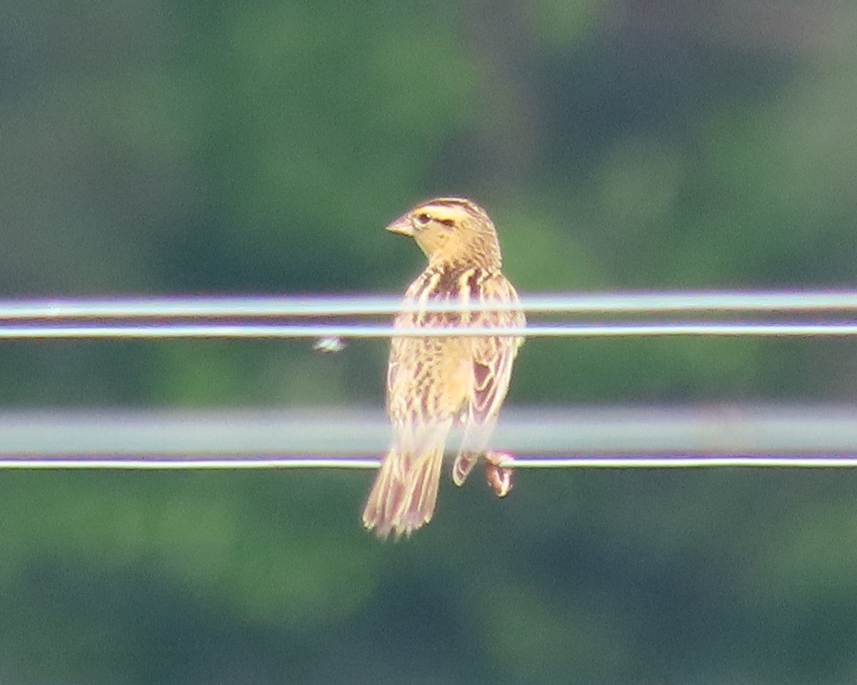 Bobolink - Karen Hogan