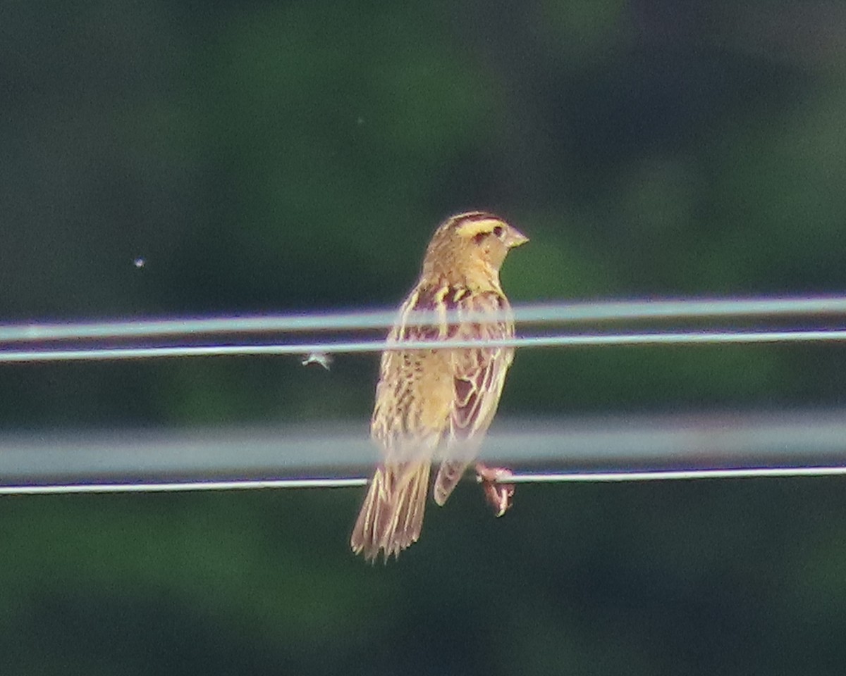 bobolink americký - ML619099791