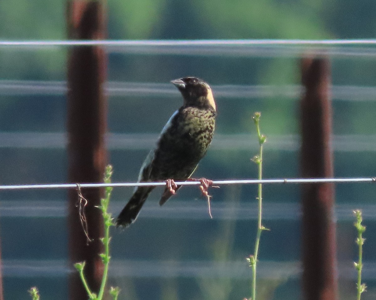 bobolink americký - ML619099792