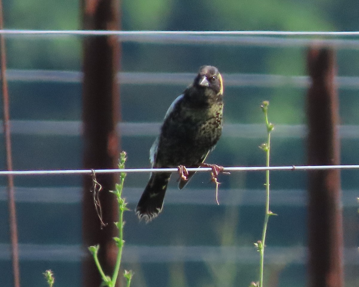 bobolink americký - ML619099793