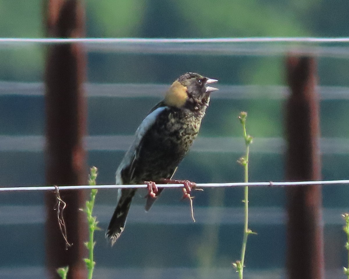 bobolink americký - ML619099794