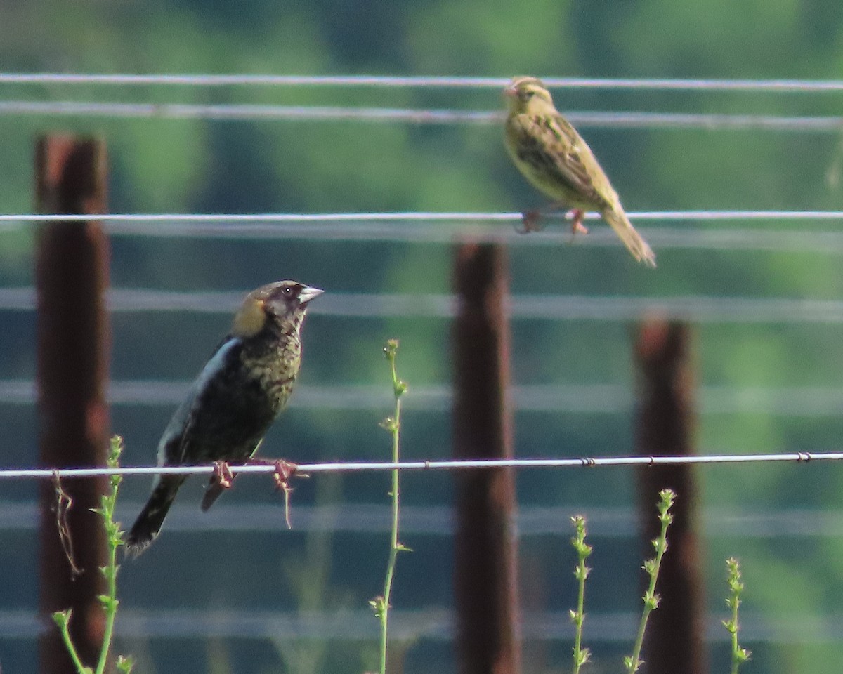 bobolink americký - ML619099795