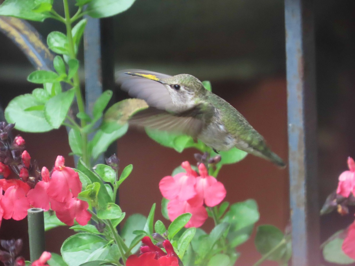 Anna's Hummingbird - Sharon Hull