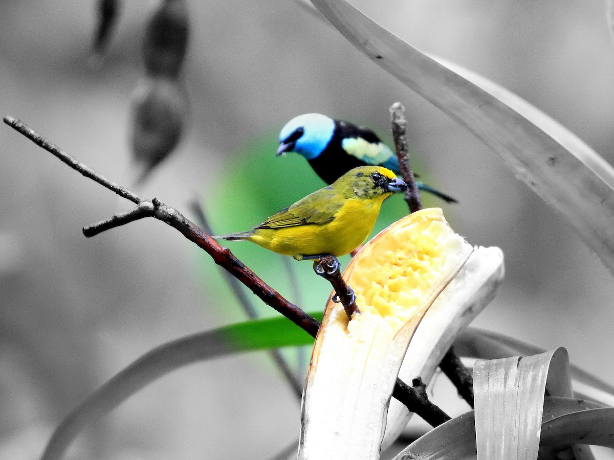 Orange-bellied Euphonia - Geoff Butcher