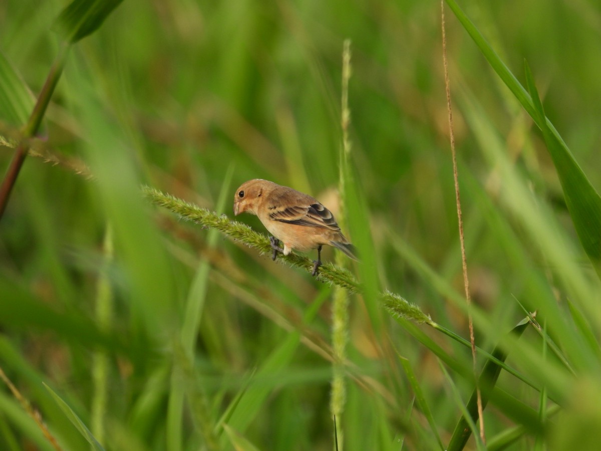 Ruddy-breasted Seedeater - Néstor Villalobos Rojas