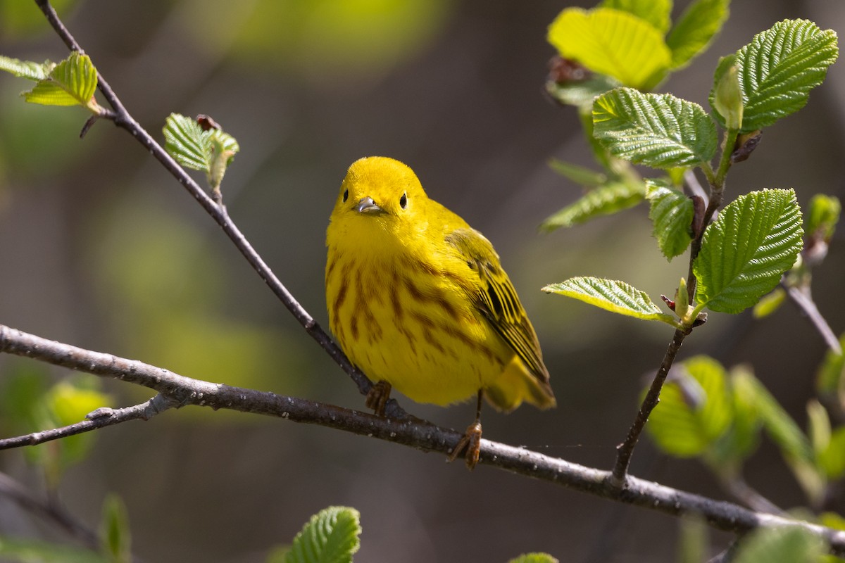 Yellow Warbler - Lyall Bouchard