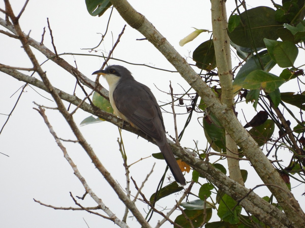 Mangrove Cuckoo - Néstor Villalobos Rojas