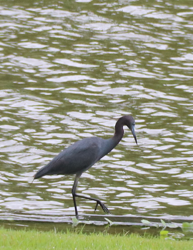 Little Blue Heron - Kathy Isaacs