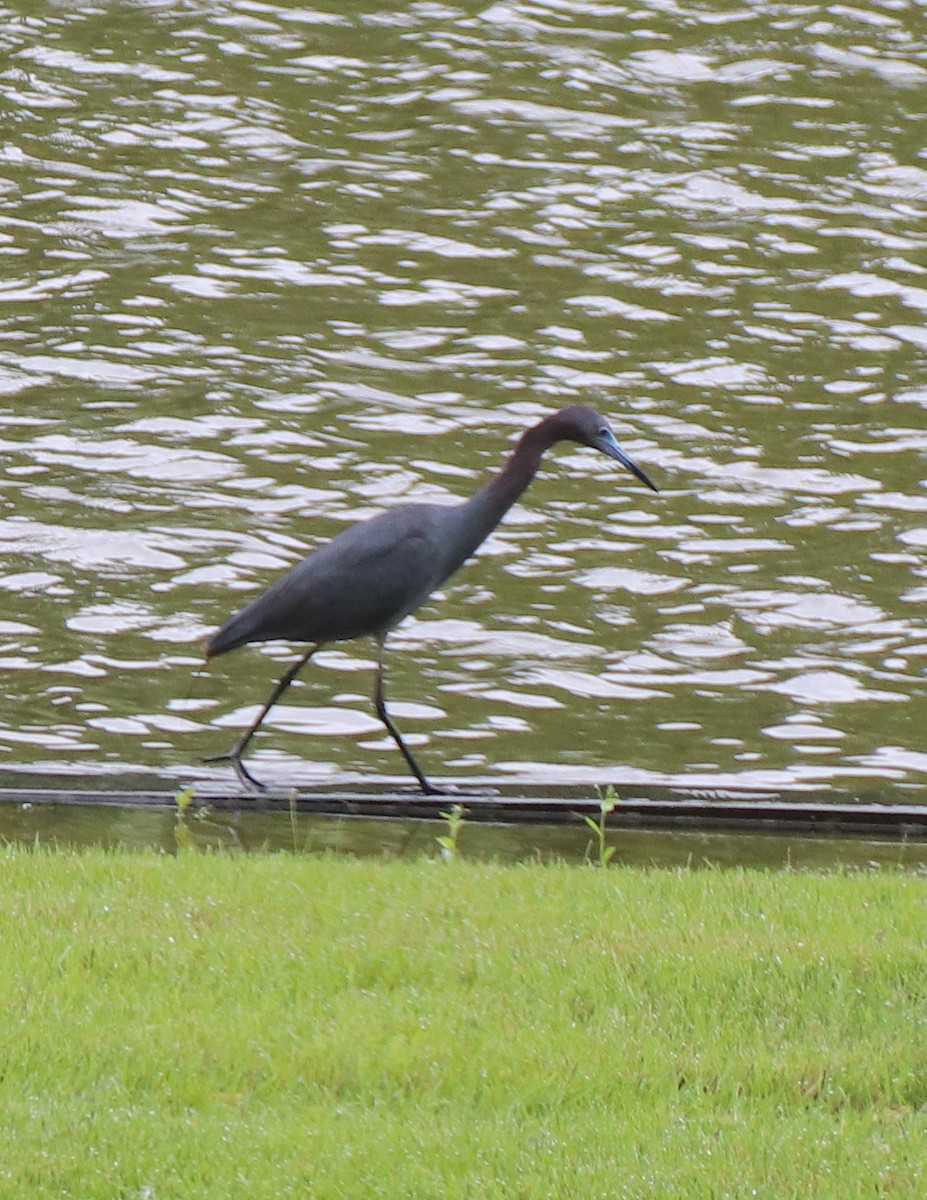 Little Blue Heron - Kathy Isaacs