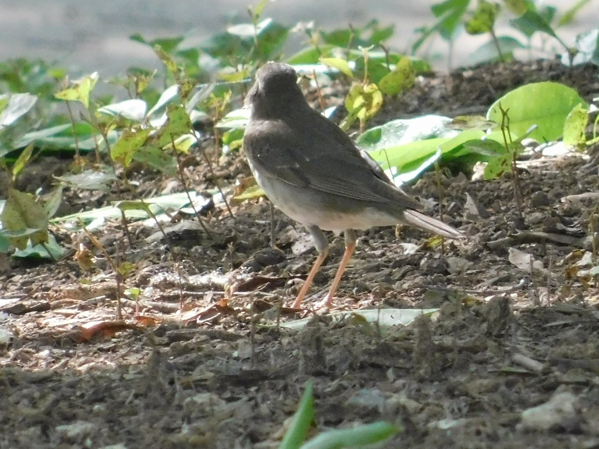 Gray-cheeked Thrush - ML619099851