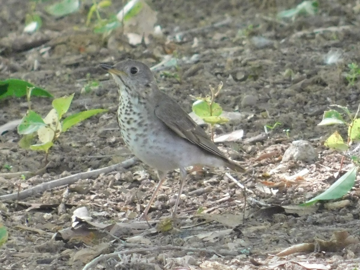 Gray-cheeked Thrush - ML619099854