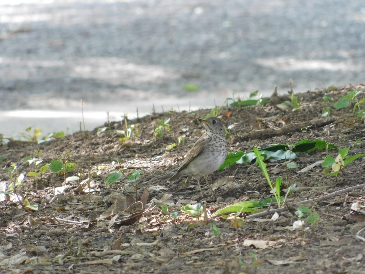 Gray-cheeked Thrush - ML619099855