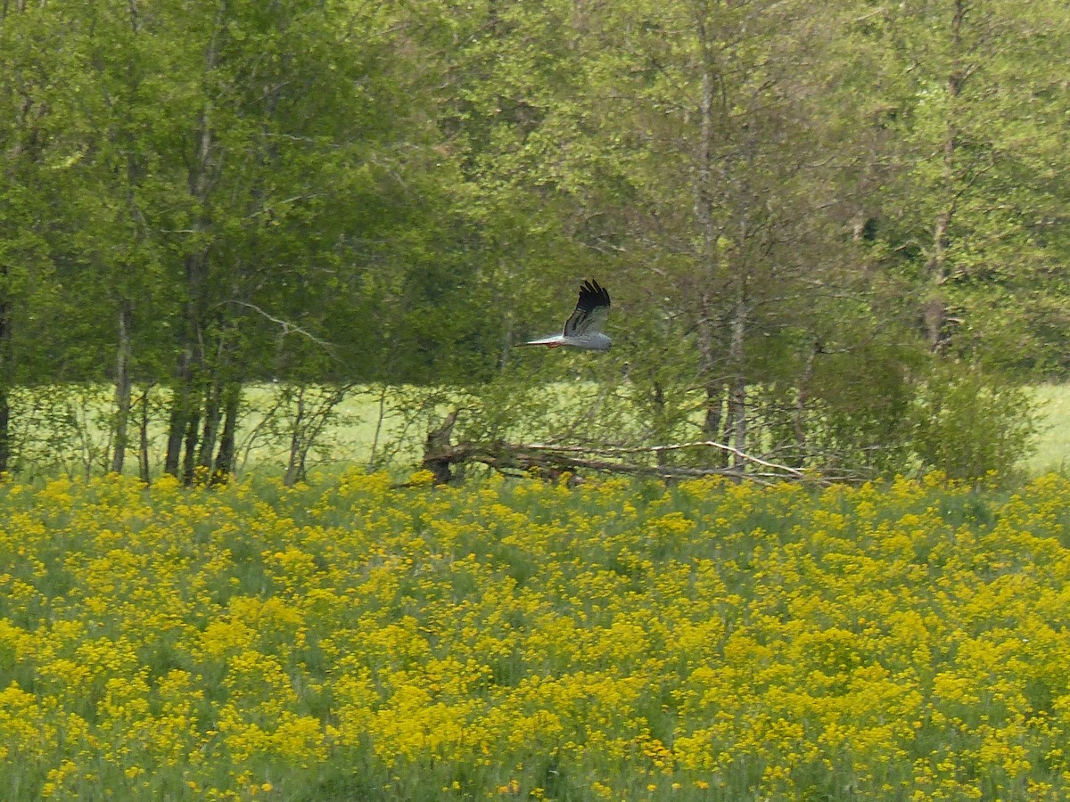 Montagu's Harrier - Coleta Holzhäuser