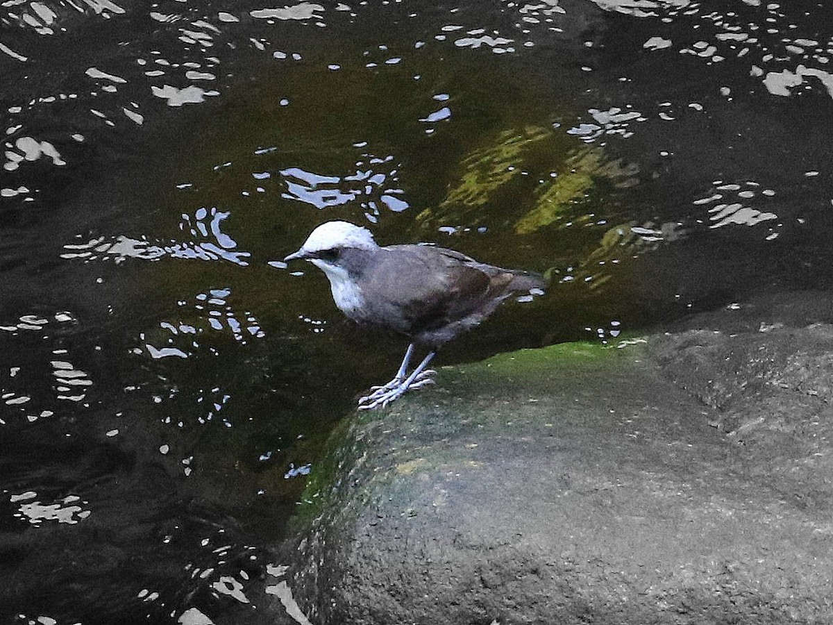 White-capped Dipper - Geoff Butcher