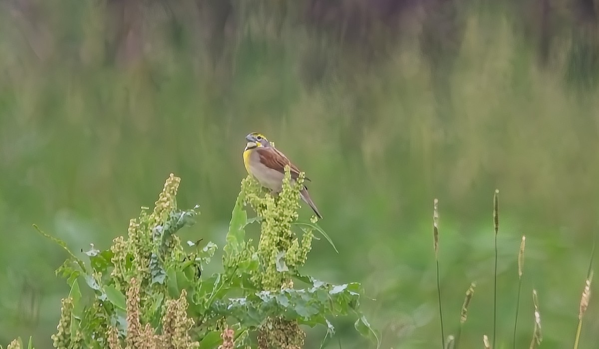 Dickcissel - Jamie aukskalnis