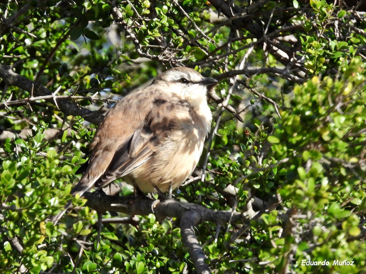 Chalk-browed Mockingbird - Hermann Eduardo Muñoz