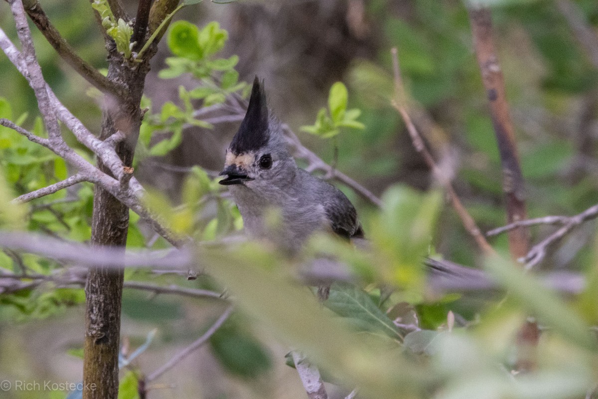 Black-crested Titmouse - Rich Kostecke
