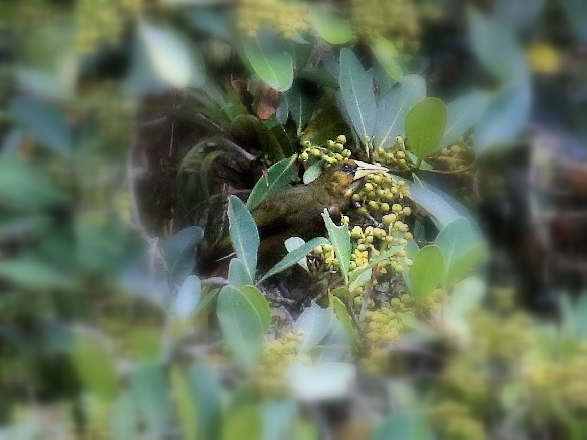 Dusky-green Oropendola - Geoff Butcher