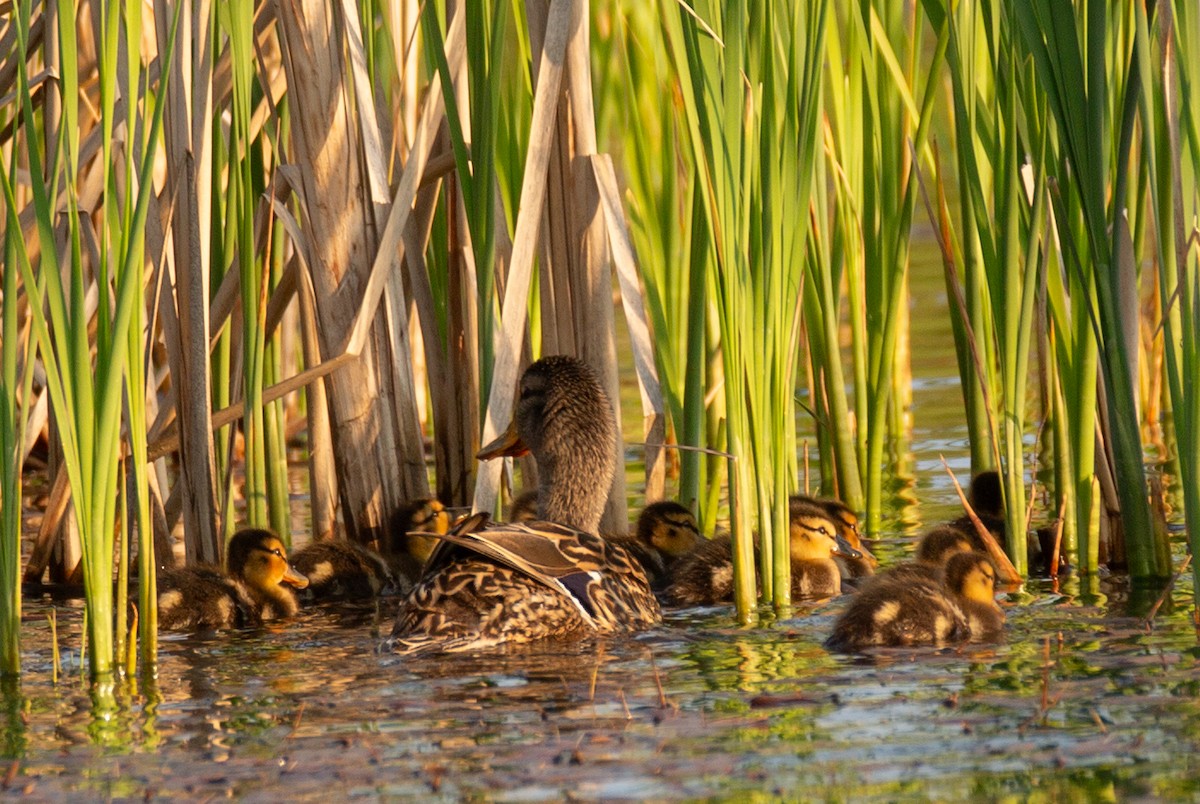 Mallard - Pamela  Bevelhymer