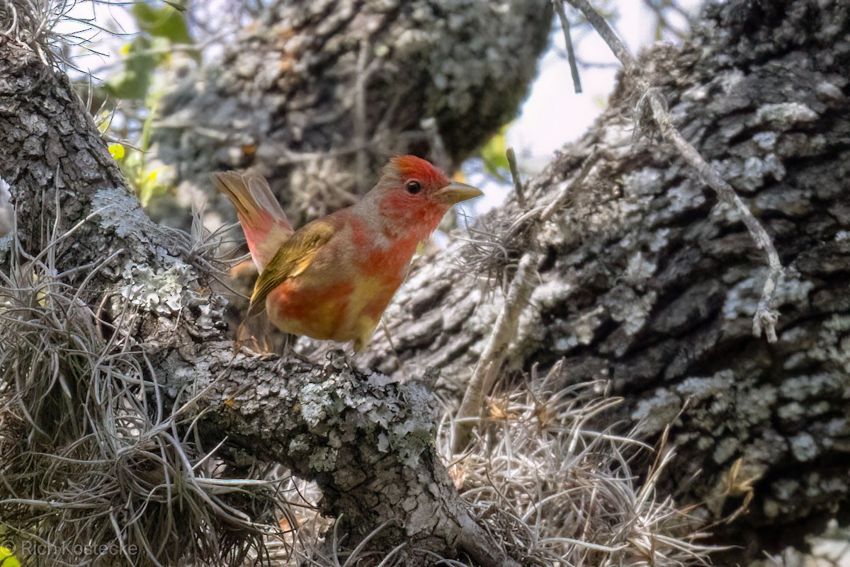 Summer Tanager - Rich Kostecke