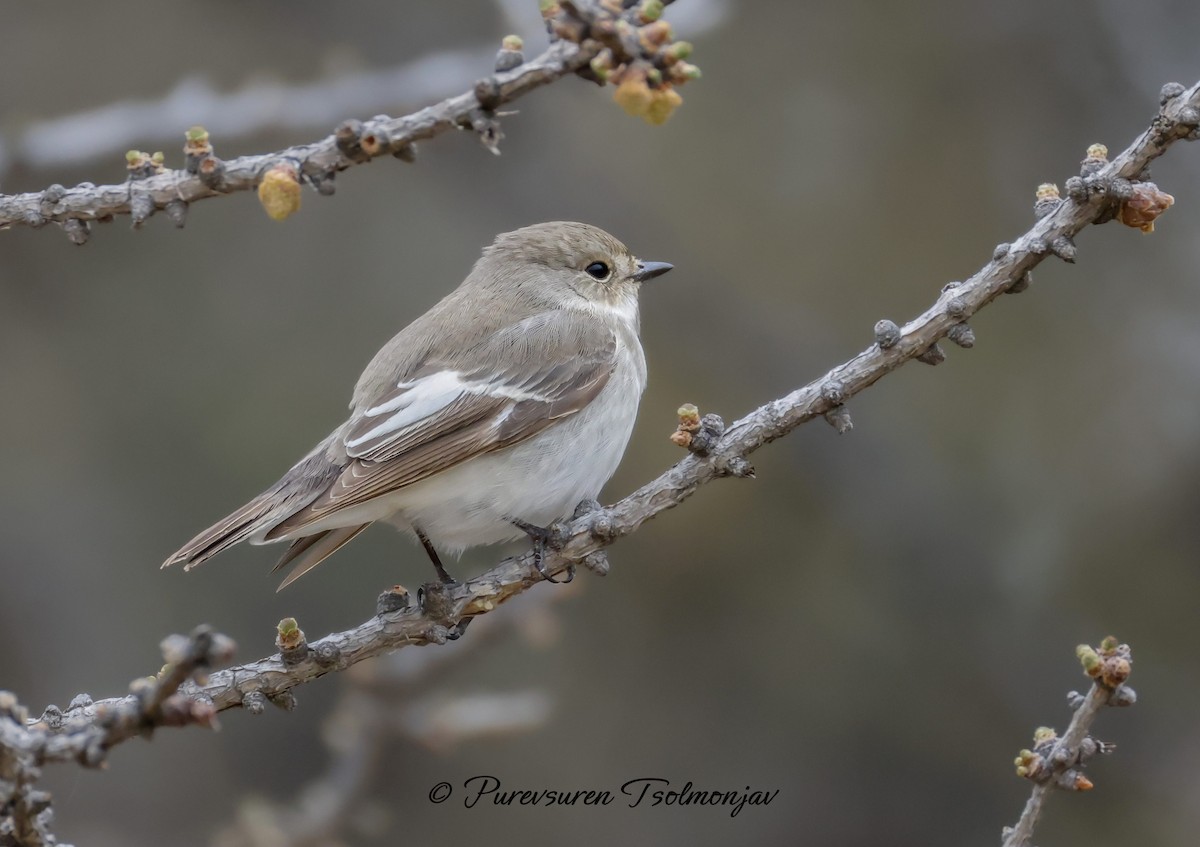 European Pied Flycatcher - Purevsuren Tsolmonjav