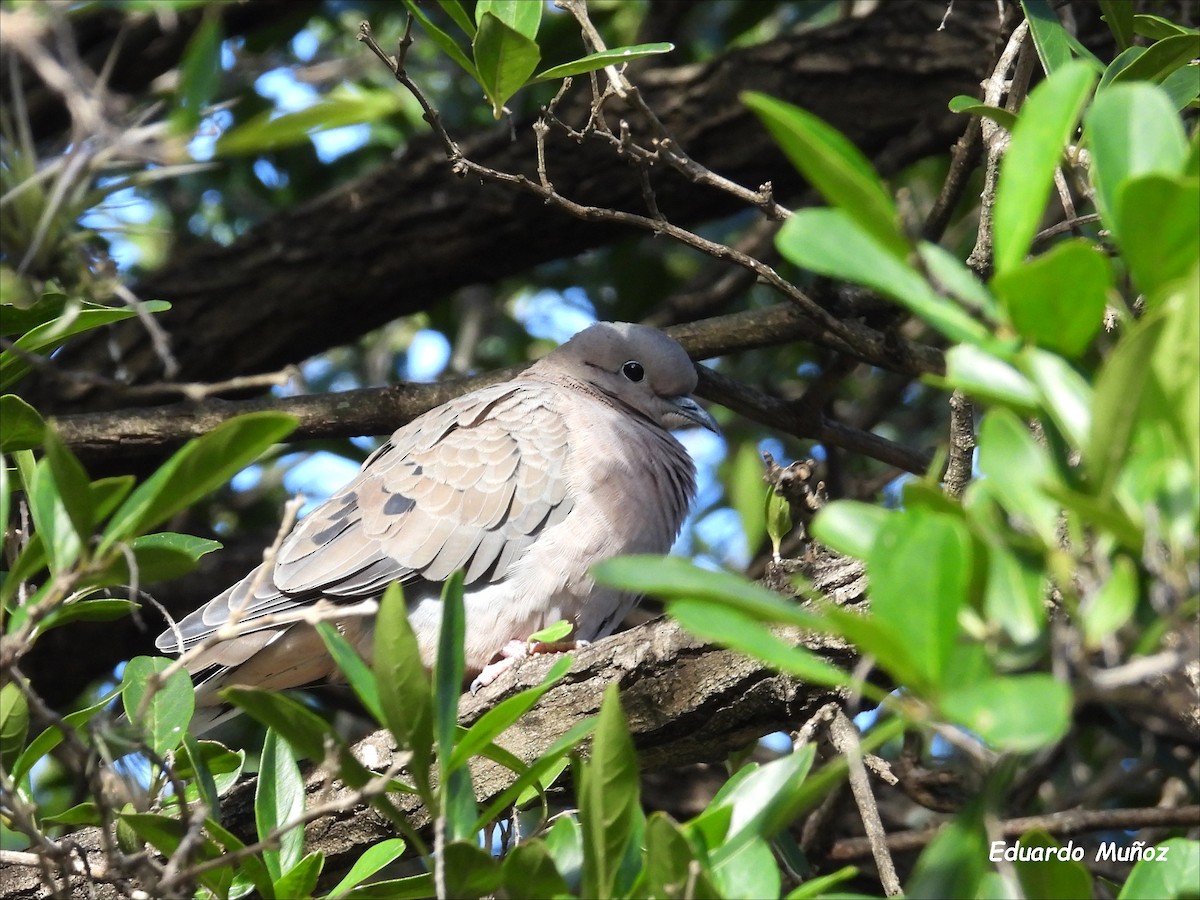 Eared Dove - Hermann Eduardo Muñoz