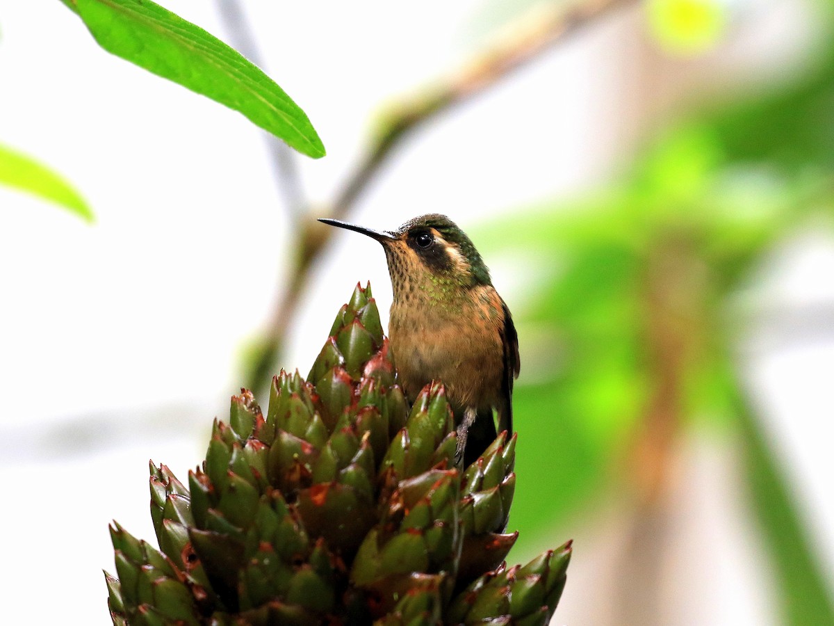 Speckled Hummingbird - Geoff Butcher