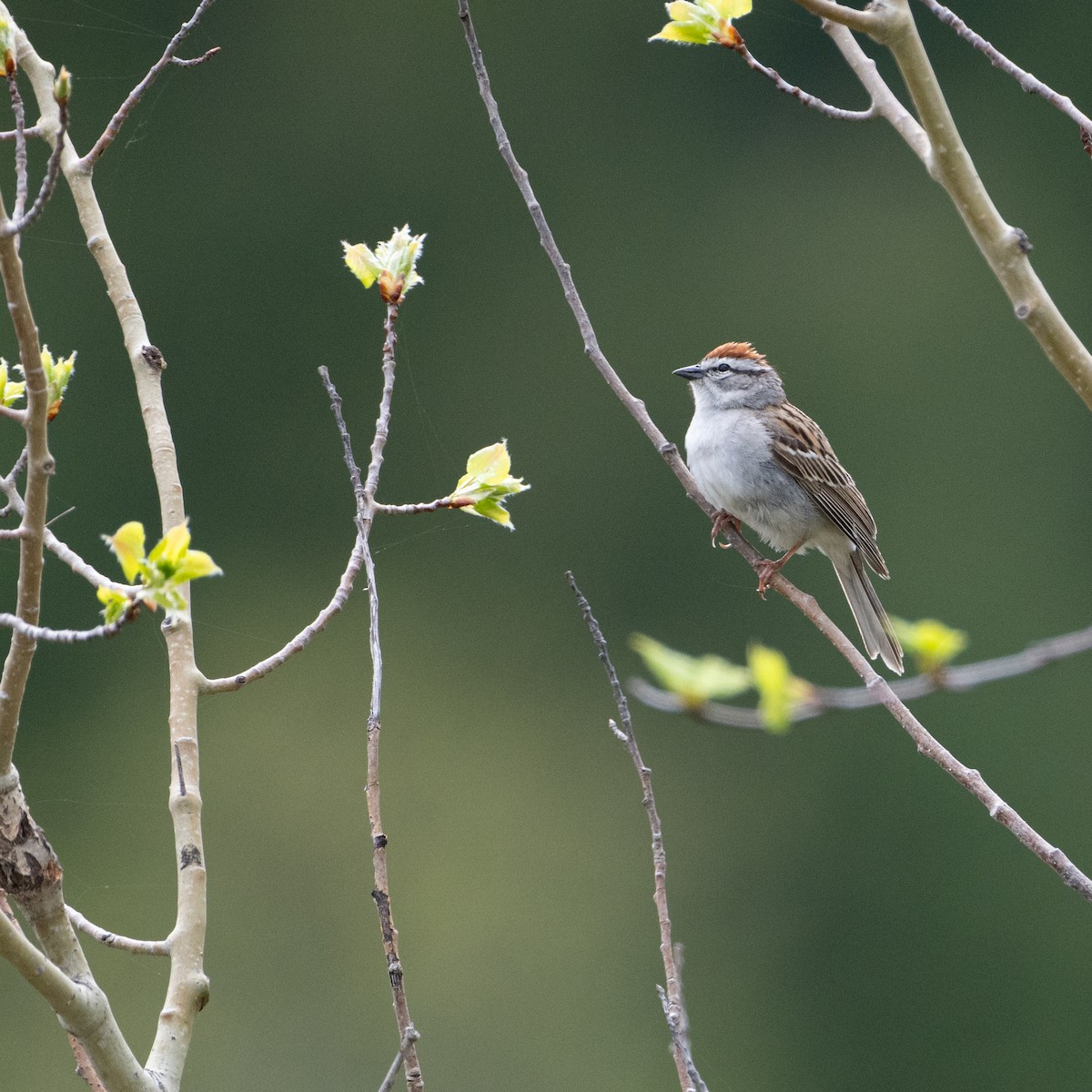 Chipping Sparrow - Christine Pelletier et (Claude St-Pierre , photos)
