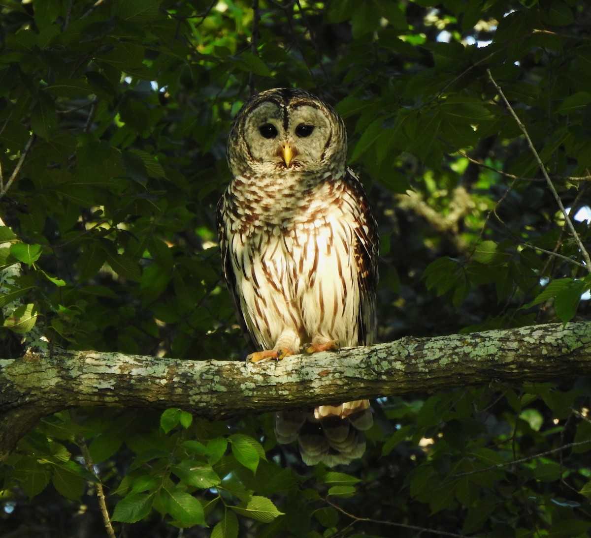 Barred Owl - Joanna Kahlhoefer