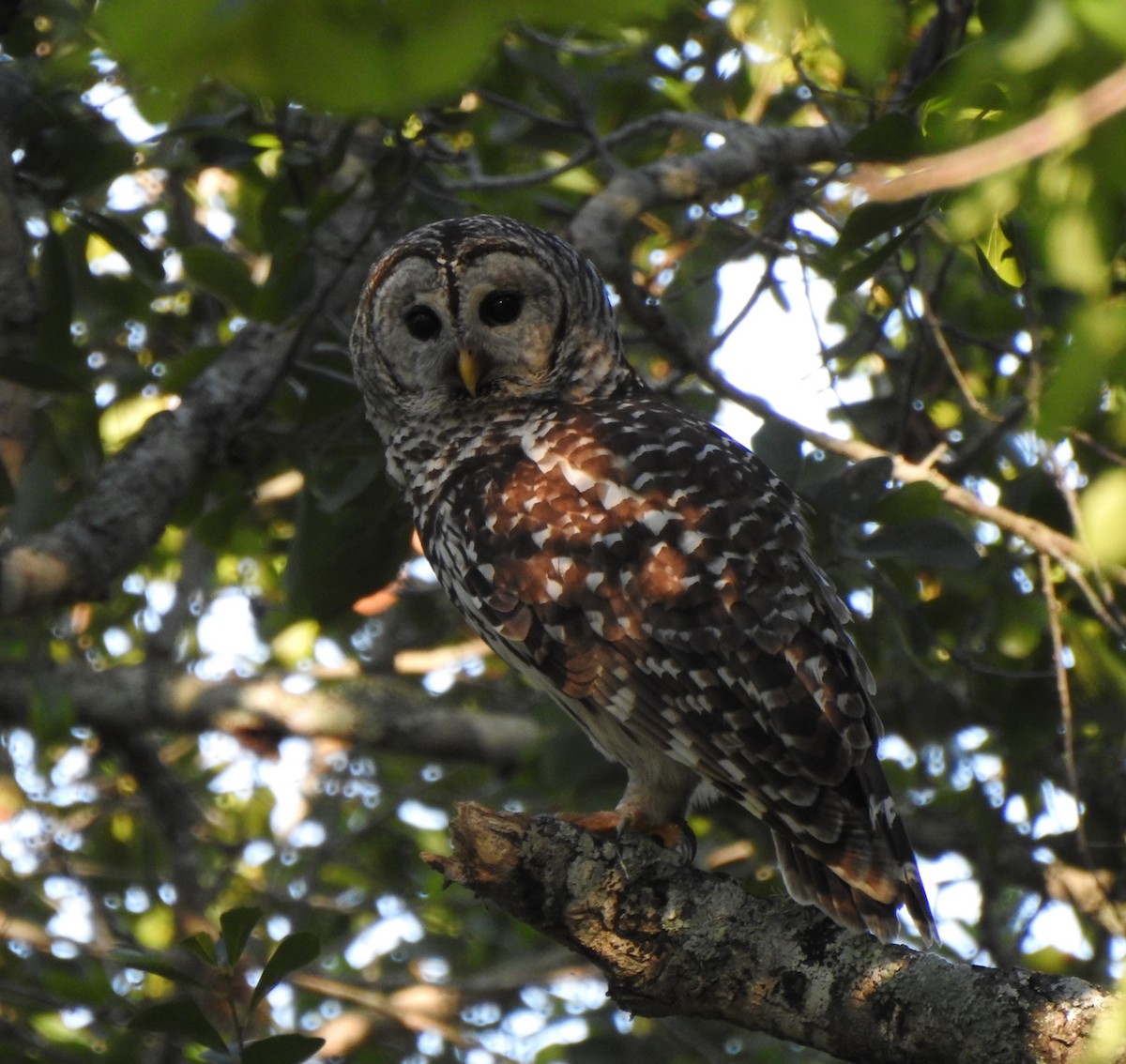 Barred Owl - ML619099948