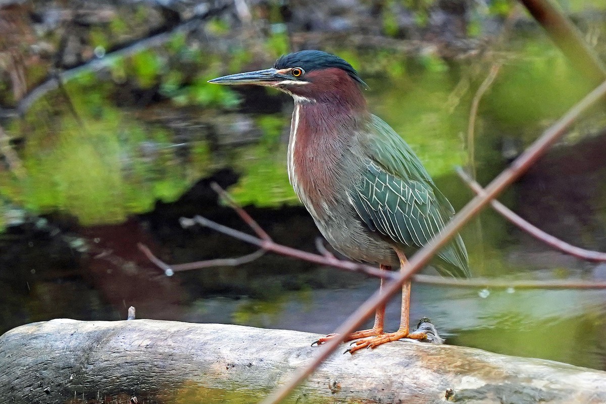 Green Heron - Walter Verhoef