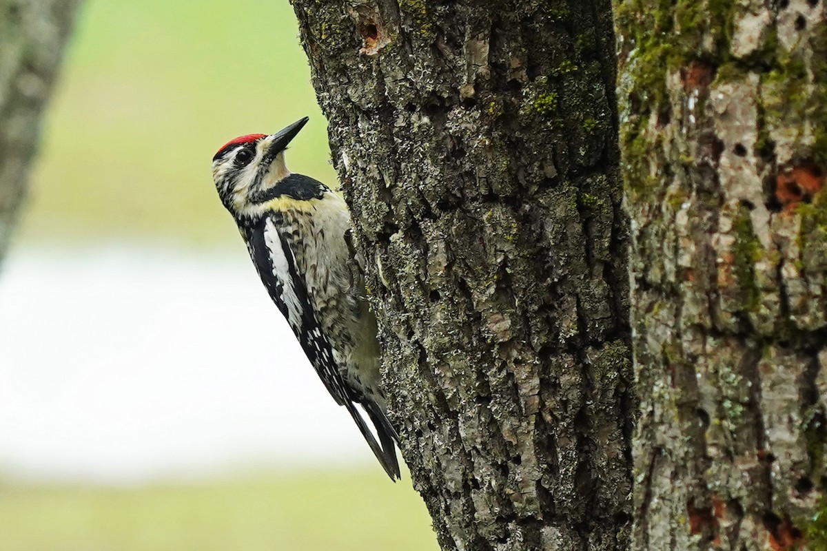 Yellow-bellied Sapsucker - Walter Verhoef