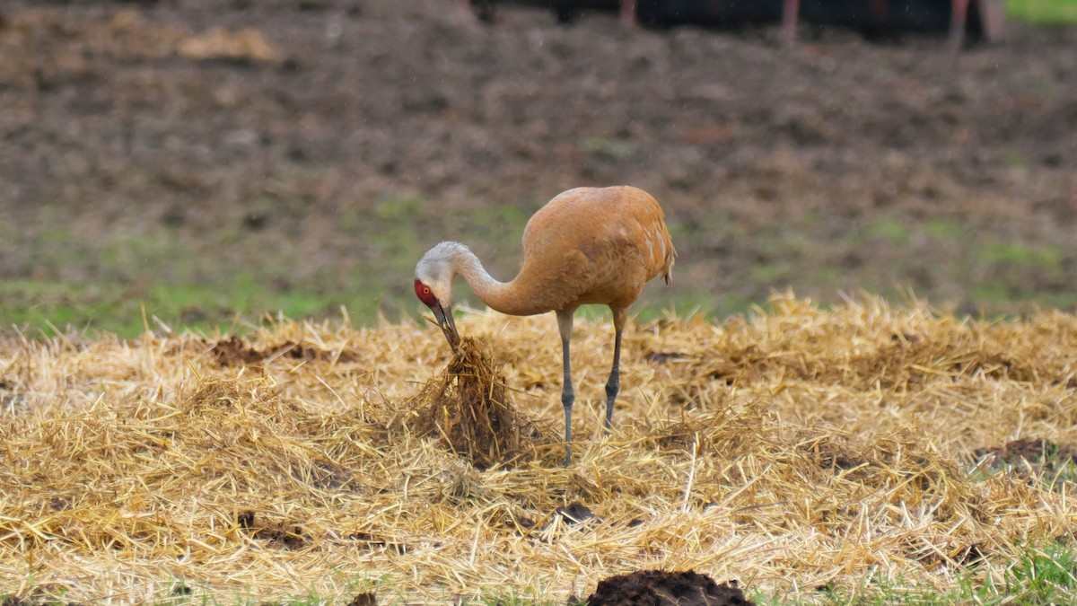 Sandhill Crane - Jesse Morris