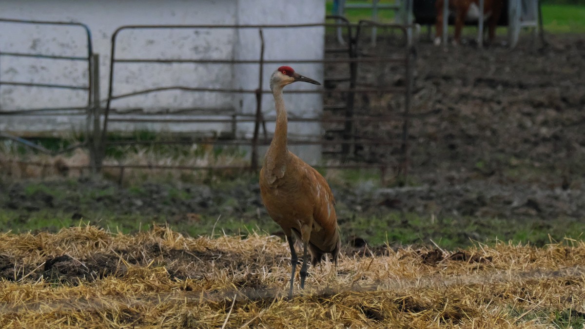 Sandhill Crane - Jesse Morris