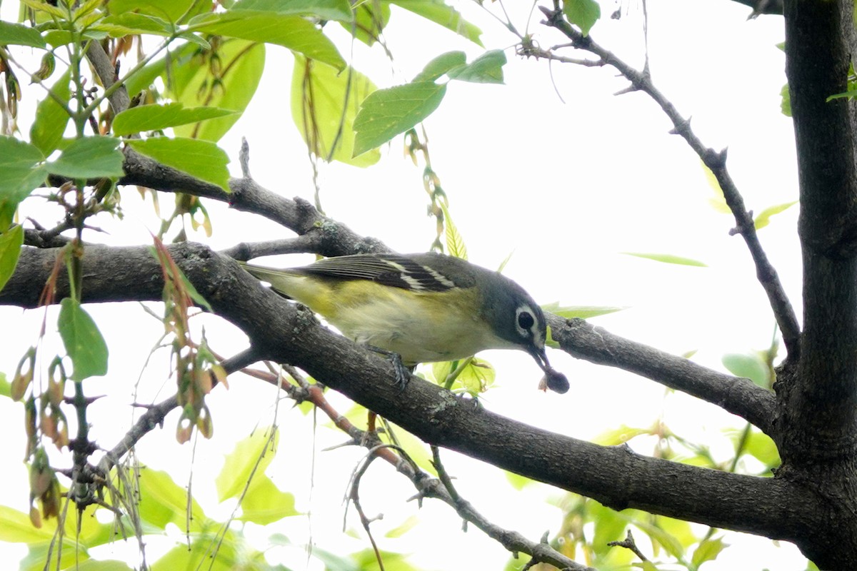 Blue-headed Vireo - Louise Courtemanche 🦅