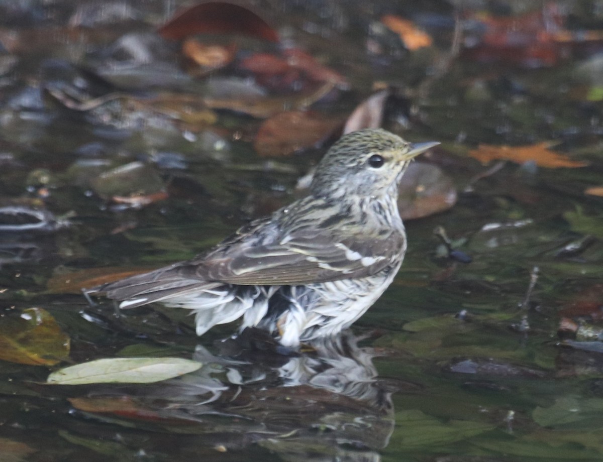 Blackpoll Warbler - ML619099974