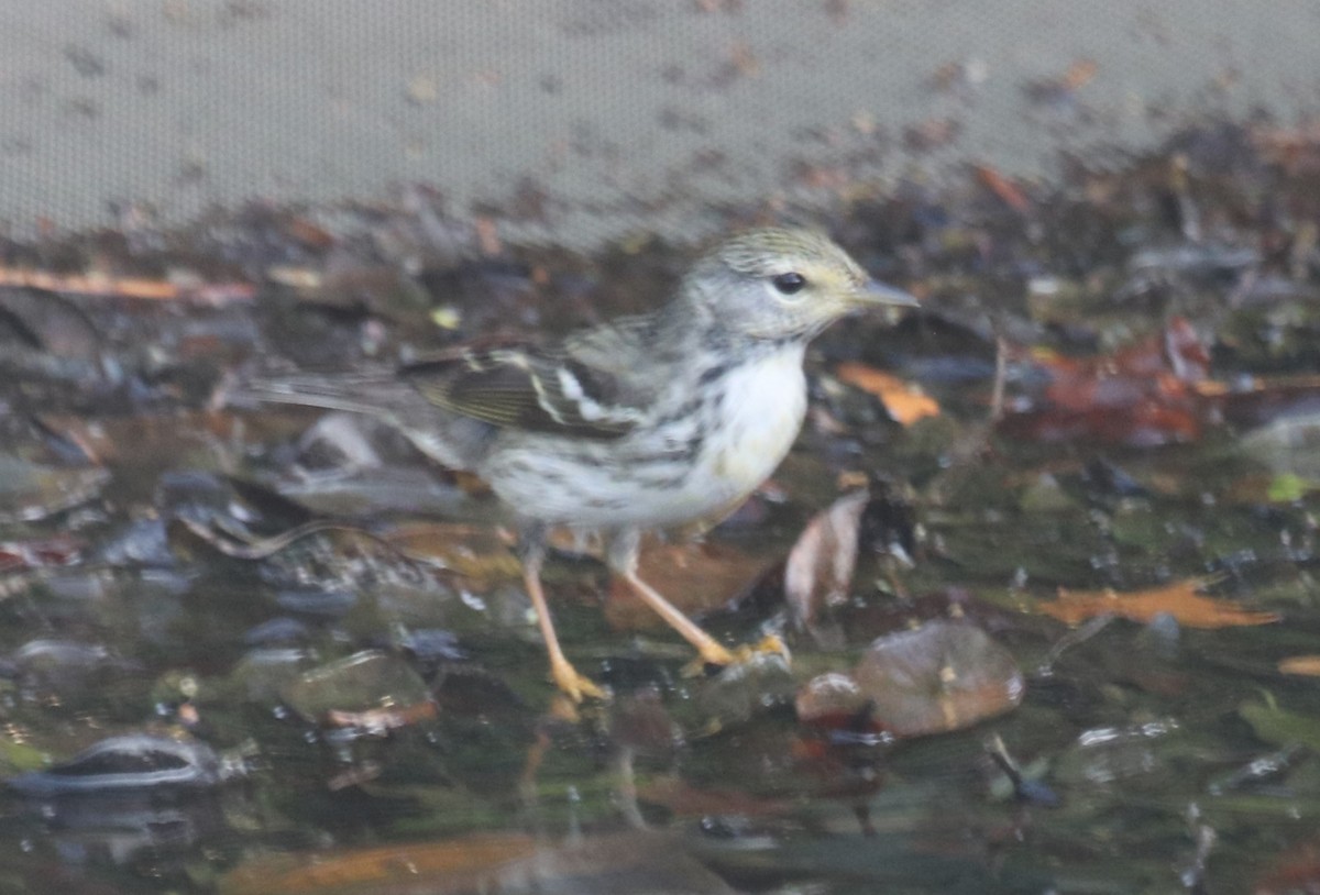 Blackpoll Warbler - Paul Hueber